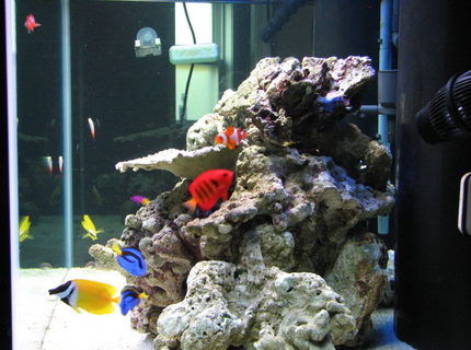 saltwater fish - centropyge loriculus - flame angelfish stocking in 125 gallons tank - after meal saltwater fish - centropyge loriculus - flame angelfish stocking in 125 gallons tank - after meal