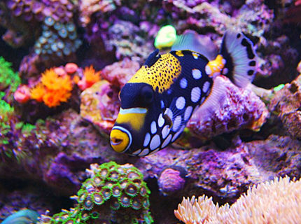 Rated #1: Saltwater Fish - Balistoides Conspicillum - Clown Triggerfish Stocking In 135 Gallons Tank - Clown Trigger Rated #1: Saltwater Fish - Balistoides Conspicillum - Clown Triggerfish Stocking In 135 Gallons Tank - Clown Trigger