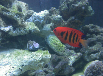 saltwater fish - centropyge loriculus - flame angelfish stocking in 55 gallons tank - Flame Angel saltwater fish - centropyge loriculus - flame angelfish stocking in 55 gallons tank - Flame Angel