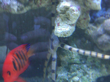 saltwater fish - centropyge loriculus - flame angelfish stocking in 55 gallons tank - Flame Angel & Serpent Star saltwater fish - centropyge loriculus - flame angelfish stocking in 55 gallons tank - Flame Angel & Serpent Star