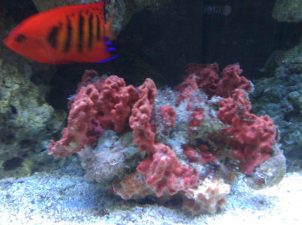 saltwater fish - centropyge loriculus - flame angelfish stocking in 55 gallons tank - Flame Angel & Spiney Oyster saltwater fish - centropyge loriculus - flame angelfish stocking in 55 gallons tank - Flame Angel & Spiney Oyster