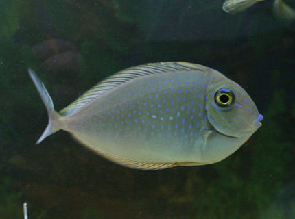 saltwater fish - naso brevirostris - blue unicorn tang stocking in 220 gallons tank - Lopez Tang / Blue spot tang / unicorn tang....so many names. I suspect she is not a unicorn tang, but I have had mixed suggestions saltwater fish - naso brevirostris - blue unicorn tang stocking in 220 gallons tank - Lopez Tang / Blue spot tang / unicorn tang....so many names. I suspect she is not a unicorn tang, but I have had mixed suggestions