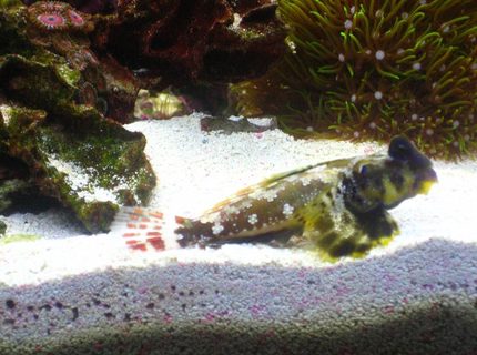saltwater fish - synchiropus ocellatus - scooter blenny stocking in 220 gallons tank - Scooter Blenny saltwater fish - synchiropus ocellatus - scooter blenny stocking in 220 gallons tank - Scooter Blenny