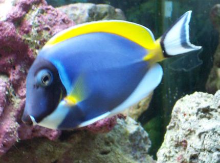 saltwater fish - acanthurus leucosternon - powder blue tang stocking in 75 gallons tank - one of my powder blue tangs saltwater fish - acanthurus leucosternon - powder blue tang stocking in 75 gallons tank - one of my powder blue tangs