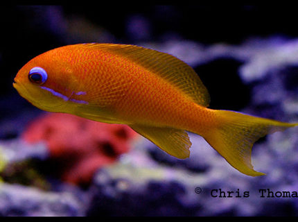 Rated #4: Saltwater Fish - Pseudanthias Pictilis - Pictilis Anthias Stocking In 75 Gallons Tank - Blue-Eyed Anthias Rated #4: Saltwater Fish - Pseudanthias Pictilis - Pictilis Anthias Stocking In 75 Gallons Tank - Blue-Eyed Anthias