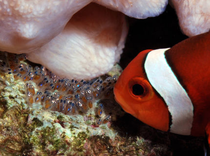 saltwater fish - amphiprion percula - true percula clownfish stocking in 125 gallons tank - Percula clown with new hatch saltwater fish - amphiprion percula - true percula clownfish stocking in 125 gallons tank - Percula clown with new hatch