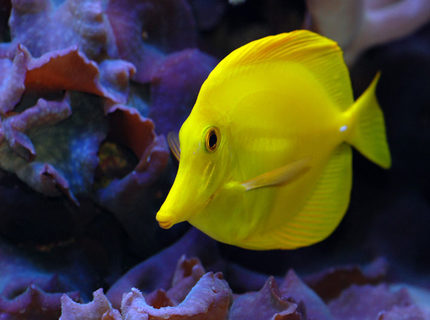 saltwater fish - zebrasoma flavescens - yellow tang - hawaii stocking in 125 gallons tank - Yellow tang saltwater fish - zebrasoma flavescens - yellow tang - hawaii stocking in 125 gallons tank - Yellow tang