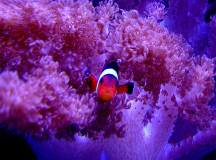 Rated #4: Saltwater Fish - Amphiprion Ocellaris - Ocellaris Clownfish Stocking In 55 Gallons Tank - A.Ocellaris Rated #4: Saltwater Fish - Amphiprion Ocellaris - Ocellaris Clownfish Stocking In 55 Gallons Tank - A.Ocellaris