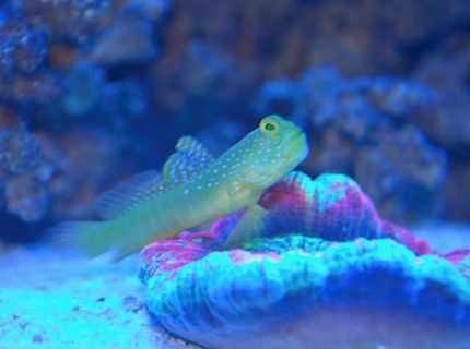 saltwater fish - cryptocentrus cinctus - yellow watchman goby stocking in 14 gallons tank - yellow watchman on the scoly saltwater fish - cryptocentrus cinctus - yellow watchman goby stocking in 14 gallons tank - yellow watchman on the scoly