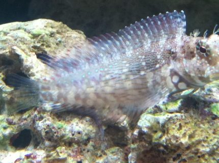 saltwater fish - salarias fasciatus - sailfin/algae blenny stocking in 46 gallons tank - Lawnmower aka OSCAR saltwater fish - salarias fasciatus - sailfin/algae blenny stocking in 46 gallons tank - Lawnmower aka OSCAR