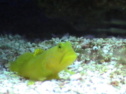 saltwater fish - cryptocentrus cinctus - yellow watchman goby stocking in 55 gallons tank - Goby peeking out saltwater fish - cryptocentrus cinctus - yellow watchman goby stocking in 55 gallons tank - Goby peeking out