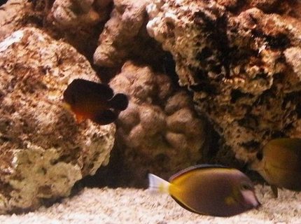 saltwater fish - acanthurus japonicus - powder brown tang stocking in 75 gallons tank - February 2010 New tank set-up Gold Rim Tang, Scopas Tang, Clown, Coral beauty, Sand Sifter Star fish. saltwater fish - acanthurus japonicus - powder brown tang stocking in 75 gallons tank - February 2010 New tank set-up Gold Rim Tang, Scopas Tang, Clown, Coral beauty, Sand Sifter Star fish.