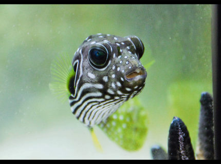 Rated #5: Saltwater Fish - Arothron Hispidus - Stars And Stripes Puffer Stocking In 90 Gallons Tank - puffy stars and stripes puffer Rated #5: Saltwater Fish - Arothron Hispidus - Stars And Stripes Puffer Stocking In 90 Gallons Tank - puffy stars and stripes puffer