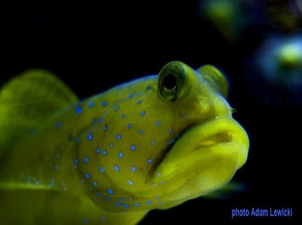 saltwater fish - cryptocentrus cinctus - yellow watchman goby stocking in 540 gallons tank - macro1 saltwater fish - cryptocentrus cinctus - yellow watchman goby stocking in 540 gallons tank - macro1