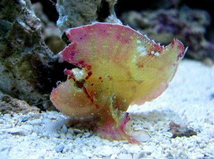 saltwater fish - taenianotus triacanthus - leaf fish stocking in 28 gallons tank - leaf scorpion saltwater fish - taenianotus triacanthus - leaf fish stocking in 28 gallons tank - leaf scorpion