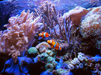 Rated #2: Saltwater Fish - Amphiprion Percula - True Percula Clownfish Stocking In 125 Gallons Tank - Perculas at home Rated #2: Saltwater Fish - Amphiprion Percula - True Percula Clownfish Stocking In 125 Gallons Tank - Perculas at home