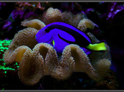 saltwater fish - paracanthurus hepatus - blue tang - rate it saltwater fish - paracanthurus hepatus - blue tang - rate it