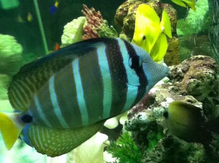 saltwater fish - zebrasoma veliferum - sailfin tang stocking in 150 gallons tank - sailfin tang saltwater fish - zebrasoma veliferum - sailfin tang stocking in 150 gallons tank - sailfin tang