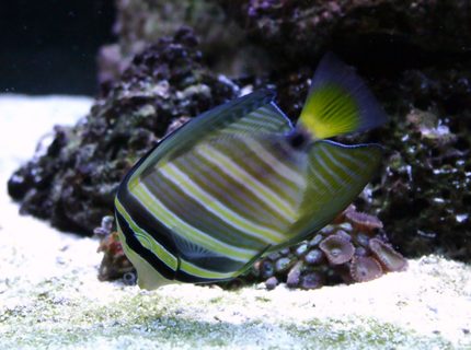 saltwater fish - zebrasoma veliferum - sailfin tang stocking in 90 gallons tank - Sailfin saltwater fish - zebrasoma veliferum - sailfin tang stocking in 90 gallons tank - Sailfin