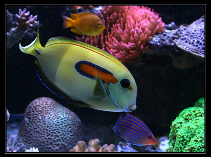 Rated #7: Saltwater Fish - Acanthurus Olivaceous - Orangeshoulder Tang Stocking In 554 Gallons Tank - acanthurus Olivaceus Rated #7: Saltwater Fish - Acanthurus Olivaceous - Orangeshoulder Tang Stocking In 554 Gallons Tank - acanthurus Olivaceus
