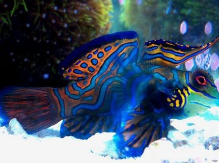 Rated #5: Saltwater Fish - Synchiropus Splendidus - Green Mandarin Stocking In 70 Gallons Tank - My Mandarin Dragonet Rated #5: Saltwater Fish - Synchiropus Splendidus - Green Mandarin Stocking In 70 Gallons Tank - My Mandarin Dragonet