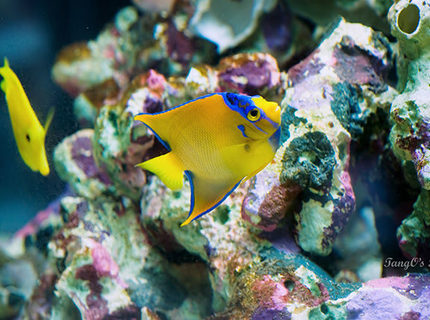 Rated #5: Saltwater Fish - Holacanthus Ciliaris - Queen Angelfish Stocking In 150 Gallons Tank - Queen Angel with YT Rated #5: Saltwater Fish - Holacanthus Ciliaris - Queen Angelfish Stocking In 150 Gallons Tank - Queen Angel with YT