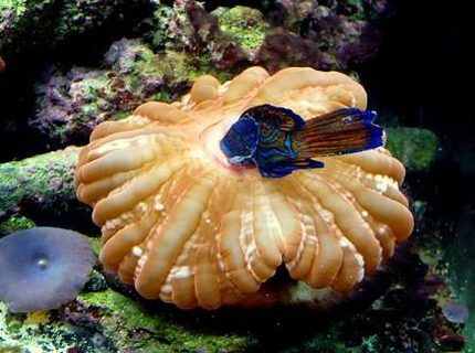 Rated #8: Saltwater Fish - Synchiropus Splendidus - Green Mandarin Stocking In 90 Gallons Tank - Ooops, a Mandarin Snack. Bad Donut! Rated #8: Saltwater Fish - Synchiropus Splendidus - Green Mandarin Stocking In 90 Gallons Tank - Ooops, a Mandarin Snack. Bad Donut!