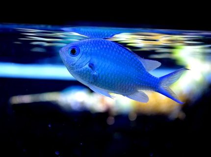 Rated #9: Saltwater Fish - Chromis Viridis - Blue/green Reef Chromis Stocking In 200 Gallons Tank - Chromis in Space Rated #9: Saltwater Fish - Chromis Viridis - Blue/green Reef Chromis Stocking In 200 Gallons Tank - Chromis in Space
