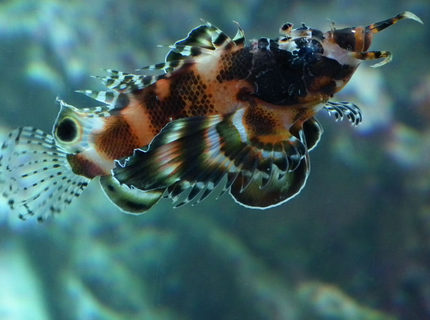 Rated #6: Saltwater Fish - Dendrochirus Biocellatus - Fu Manchu Lionfish Stocking In 165 Gallons Tank - Fu Man-Chu Lionfish Lucy Rated #6: Saltwater Fish - Dendrochirus Biocellatus - Fu Manchu Lionfish Stocking In 165 Gallons Tank - Fu Man-Chu Lionfish Lucy