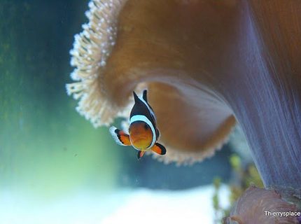 saltwater fish - amphiprion percula - true percula clownfish stocking in 66 gallons tank - Clownfish hiding underneath the Toadstool leather coral saltwater fish - amphiprion percula - true percula clownfish stocking in 66 gallons tank - Clownfish hiding underneath the Toadstool leather coral