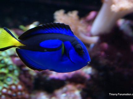 saltwater fish - paracanthurus hepatus - blue tang stocking in 66 gallons tank - My Blue Tang saltwater fish - paracanthurus hepatus - blue tang stocking in 66 gallons tank - My Blue Tang