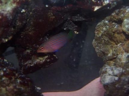 saltwater fish - pseudocheilinus hexataenia - six line wrasse stocking in 55 gallons tank - six line wrasse saltwater fish - pseudocheilinus hexataenia - six line wrasse stocking in 55 gallons tank - six line wrasse