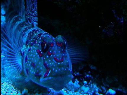 Rated #6: Saltwater Fish - Cryptocentrus Leptocephalus - Pink Spotted Watchman Goby Stocking In 65 Gallons Tank - Pink spot shrimp goby Rated #6: Saltwater Fish - Cryptocentrus Leptocephalus - Pink Spotted Watchman Goby Stocking In 65 Gallons Tank - Pink spot shrimp goby