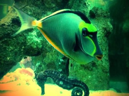 Rated #6: Saltwater Fish - Naso Lituratus - Naso Tang Stocking In 120 Gallons Tank - Naso Tang and Kuda Seahorse are Lovers! Rated #6: Saltwater Fish - Naso Lituratus - Naso Tang Stocking In 120 Gallons Tank - Naso Tang and Kuda Seahorse are Lovers!