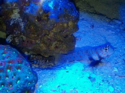 Rated #8: Saltwater Fish - Amblyeleotris Guttata - Orange Spotted Goby Stocking In 60 Gallons Tank - orange spotted goby paired with pistol shrimp. Rated #8: Saltwater Fish - Amblyeleotris Guttata - Orange Spotted Goby Stocking In 60 Gallons Tank - orange spotted goby paired with pistol shrimp.