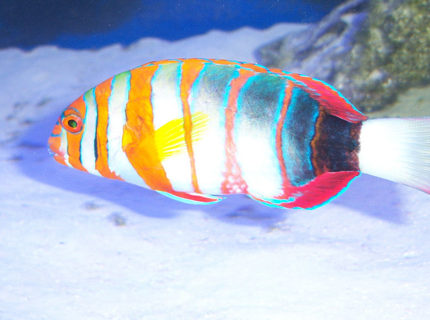 Rated #3: Saltwater Fish - Choerodon Fasciatus - Harlequin Tusk Stocking In 180 Gallons Tank - Harlequin Wrasse Rated #3: Saltwater Fish - Choerodon Fasciatus - Harlequin Tusk Stocking In 180 Gallons Tank - Harlequin Wrasse