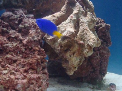 saltwater fish - chrysiptera parasema - yellowtail damselfish stocking in 20 gallons tank - damsel saltwater fish - chrysiptera parasema - yellowtail damselfish stocking in 20 gallons tank - damsel