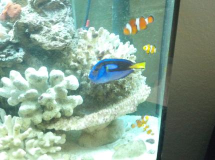 saltwater fish - paracanthurus hepatus - blue tang stocking in 72 gallons tank - Clown Family saltwater fish - paracanthurus hepatus - blue tang stocking in 72 gallons tank - Clown Family