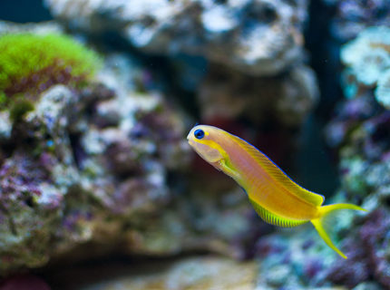 Rated #9: Saltwater Fish - Ecsenius Midas - Midas Blenny Stocking In 55 Gallons Tank - Midas Blenny Rated #9: Saltwater Fish - Ecsenius Midas - Midas Blenny Stocking In 55 Gallons Tank - Midas Blenny
