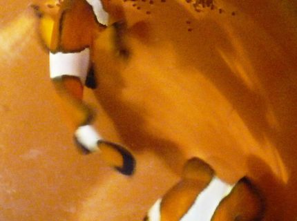 saltwater fish - amphiprion percula - true percula clownfish stocking in 92 gallons tank - Clownfish breeding saltwater fish - amphiprion percula - true percula clownfish stocking in 92 gallons tank - Clownfish breeding