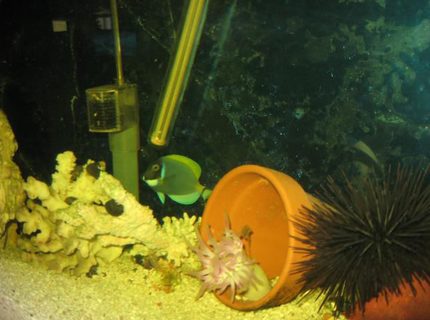saltwater fish - acanthurus leucosternon - powder blue tang stocking in 55 gallons tank - my powder blue saltwater fish - acanthurus leucosternon - powder blue tang stocking in 55 gallons tank - my powder blue