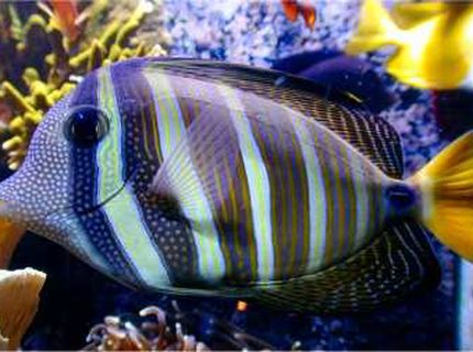 Rated #2: Saltwater Fish - Zebrasoma Veliferum - Sailfin Tang Stocking In 180 Gallons Tank - Zambrasoma veliferum Rated #2: Saltwater Fish - Zebrasoma Veliferum - Sailfin Tang Stocking In 180 Gallons Tank - Zambrasoma veliferum