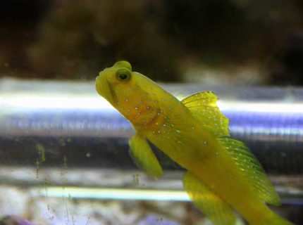 saltwater fish - cryptocentrus cinctus - yellow watchman goby stocking in 20 gallons tank - Yellow Watchman Goby
He came out for a rare photo op. I had to stay hidden around the corner perfectly still for about 15 minutes to get this shot. saltwater fish - cryptocentrus cinctus - yellow watchman goby stocking in 20 gallons tank - Yellow Watchman Goby
He came out for a rare photo op. I had to stay hidden around the corner perfectly still for about 15 minutes to get this shot.