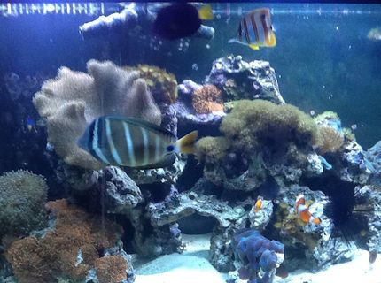 Rated #7: Saltwater Fish - Chelmon Rostratus - Copperband Butterflyfish Stocking In 72 Gallons Tank - My 72 bow front Rated #7: Saltwater Fish - Chelmon Rostratus - Copperband Butterflyfish Stocking In 72 Gallons Tank - My 72 bow front