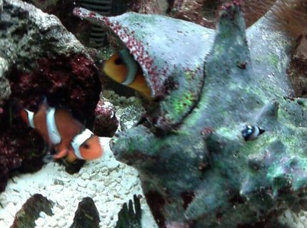 Rated #6: Saltwater Fish - Amphiprion Percula - True Percula Clownfish Stocking In 55 Gallons Tank - Mated clowns in their shell home. Rated #6: Saltwater Fish - Amphiprion Percula - True Percula Clownfish Stocking In 55 Gallons Tank - Mated clowns in their shell home.