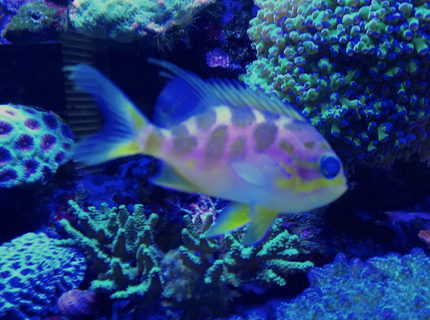 saltwater fish - odontanthias borbonius - borbonius anthias stocking in 75 gallons tank - Barbonius anthias saltwater fish - odontanthias borbonius - borbonius anthias stocking in 75 gallons tank - Barbonius anthias