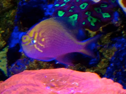 saltwater fish - serranocirrhitus latus - fathead sunburst anthias stocking in 75 gallons tank - sunburst anthia saltwater fish - serranocirrhitus latus - fathead sunburst anthias stocking in 75 gallons tank - sunburst anthia