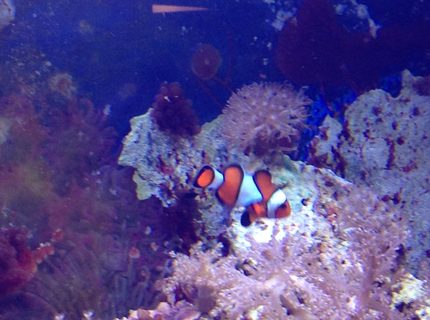 Rated #10: Saltwater Fish - Amphiprion Ocellaris - Ocellaris Clownfish Stocking In 55 Gallons Tank - Clown fish Rated #10: Saltwater Fish - Amphiprion Ocellaris - Ocellaris Clownfish Stocking In 55 Gallons Tank - Clown fish