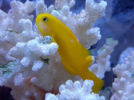 saltwater fish - gobiodon okinawae - clown goby, yellow stocking in 125 gallons tank - Yellow Clown Goby saltwater fish - gobiodon okinawae - clown goby, yellow stocking in 125 gallons tank - Yellow Clown Goby