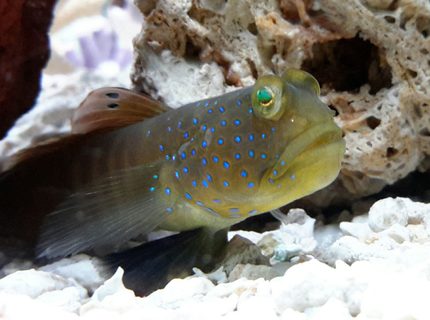saltwater fish - cryptocentrus pavoninoides - bluespotted watchman goby stocking in 125 gallons tank - Blue Spotted Goby saltwater fish - cryptocentrus pavoninoides - bluespotted watchman goby stocking in 125 gallons tank - Blue Spotted Goby